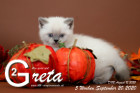 Greta ist 5 Wochen alt ( 20.09.2020 )