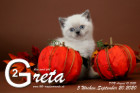 Greta ist 5 Wochen alt ( 20.09.2020 )