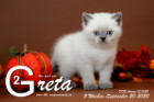 Greta ist 5 Wochen alt ( 20.09.2020 )