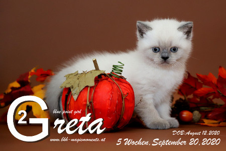 Greta ist 5 Wochen alt ( 20.09.2020 )