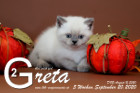 Greta ist 5 Wochen alt ( 20.09.2020 )