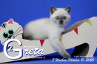 Greta ist 8 Wochen alt ( 10.10.2020 )