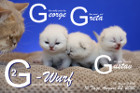 Unser G2-Wurf ist 10 Tage alt ( 22.08.2020 )