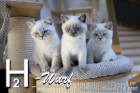 Unser G2-Wurf ist 12 Wochen alt ( 08.11.2020 )