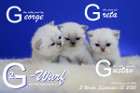 Unser G2-Wurf ist 3 Wochen alt ( 05.09.2020 )