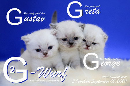 Unser G2-Wurf ist 3 Wochen alt ( 05.09.2020 )