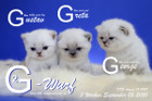 Unser G2-Wurf ist 3 Wochen alt ( 05.09.2020 )