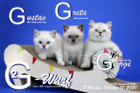 Unser G2-Wurf ist 8 Wochen alt ( 10.10.2020 )