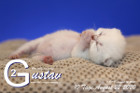 Gustav ist 10 Tage alt ( 22.08.2020 )
