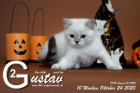 Gustav ist 10 Wochen alt ( 24.10.2020 )