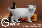 Gustav ist 10 Wochen alt ( 24.10.2020 )