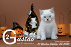 Gustav ist 10 Wochen alt ( 24.10.2020 )