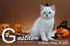 Gustav ist 10 Wochen alt ( 24.10.2020 )