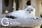 Gustav ist 12 Wochen alt ( 08.11.2020 )