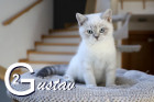 Gustav ist 12 Wochen alt ( 08.11.2020 )