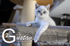 Gustav ist 12 Wochen alt ( 08.11.2020 )