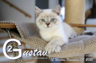 Gustav ist 12 Wochen alt ( 08.11.2020 )