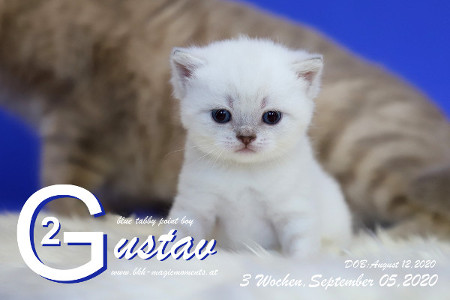 Gustav ist 3 Wochen alt ( 05.09.2020 )
