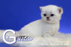 Gustav ist 3 Wochen alt ( 05.09.2020 )