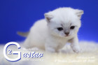 Gustav ist 3 Wochen alt ( 05.09.2020 )