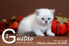 Gustav ist 5 Wochen alt ( 20.09.2020 )