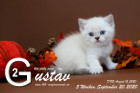 Gustav ist 5 Wochen alt ( 20.09.2020 )