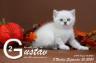 Gustav ist 5 Wochen alt ( 20.09.2020 )