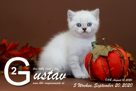 Gustav ist 5 Wochen alt ( 20.09.2020 )