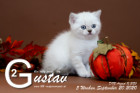 Gustav ist 5 Wochen alt ( 20.09.2020 )