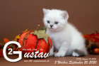 Gustav ist 5 Wochen alt ( 20.09.2020 )