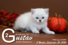 Gustav ist 5 Wochen alt ( 20.09.2020 )