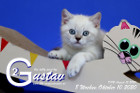 Gustav ist 8 Wochen alt ( 10.10.2020 )