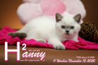 Hanny ist 11 Wochen alt ( 15.11.2020 )