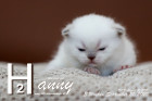 Hanny ist 3 Wochen alt ( 20.09.2020 )