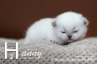 Hanny ist 3 Wochen alt ( 20.09.2020 )