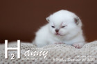 Hanny ist 3 Wochen alt ( 20.09.2020 )