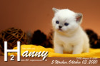 Hanny ist 5 Wochen alt ( 03.10.2020 )