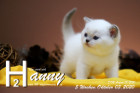 Hanny ist 5 Wochen alt ( 03.10.2020 )