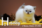 Hanny ist 5 Wochen alt ( 03.10.2020 )