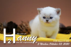 Hanny ist 5 Wochen alt ( 03.10.2020 )