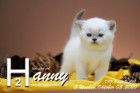 Hanny ist 5 Wochen alt ( 03.10.2020 )