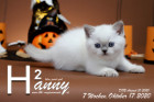 Hanny ist 7 Wochen alt ( 17.10.2020 )