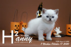 Hanny ist 7 Wochen alt ( 17.10.2020 )