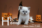 Hanny ist 7 Wochen alt ( 17.10.2020 )