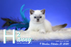 Hanny ist 9 Wochen alt ( 31.10.2020 )