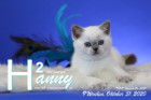 Hanny ist 9 Wochen alt ( 31.10.2020 )
