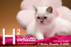 Henriette ist 11 Wochen alt ( 15.11.2020 )