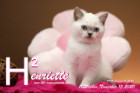 Henriette ist 11 Wochen alt ( 15.11.2020 )