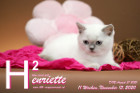 Henriette ist 11 Wochen alt ( 15.11.2020 )