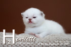Henriette ist 3 Wochen alt ( 20.09.2020 )